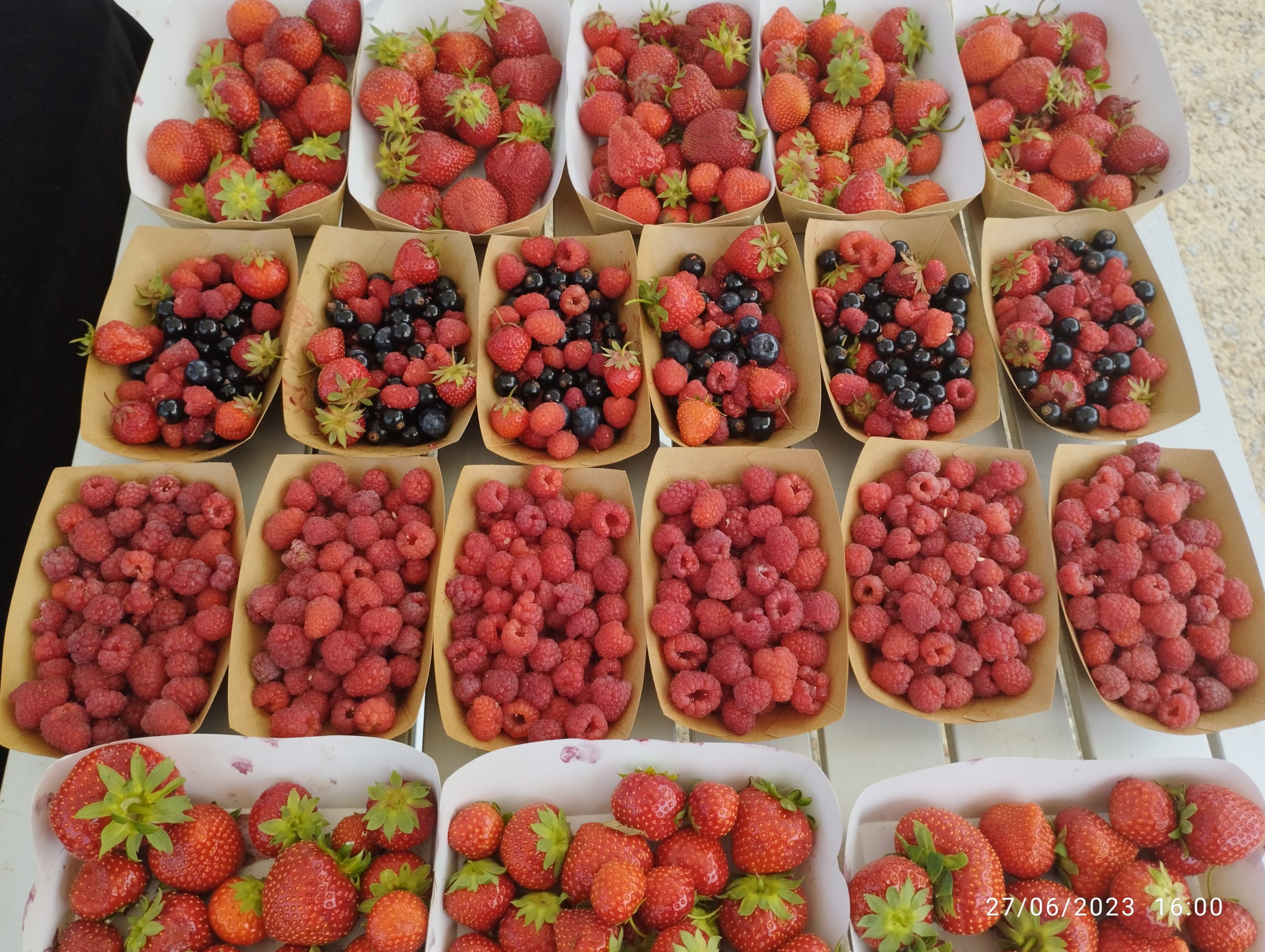 IMG_20230627_160011 – Copie